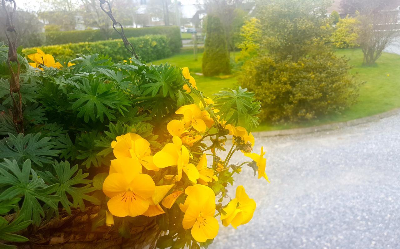 Ely House B&B Shannonbridge Dış mekan fotoğraf